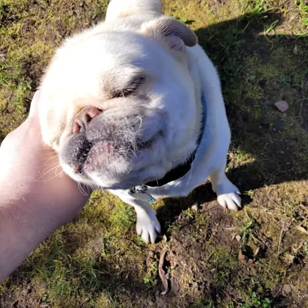 Bulldog blanco sentado al sol
