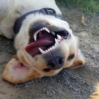 Perro panza arriba mostrando los dientes